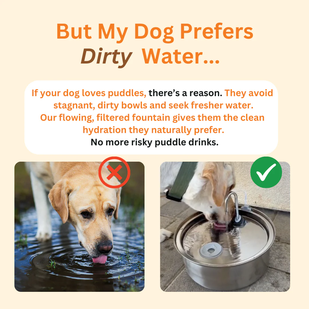 HydroPaws™ - The Smart Filtered Dog Fountain