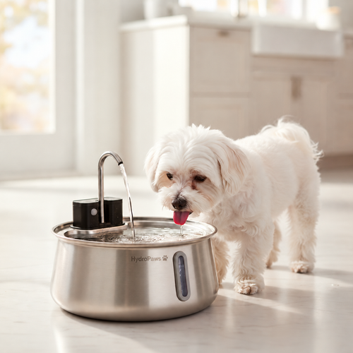 HydroPaws™ – The Wireless Smart Dog Fountain